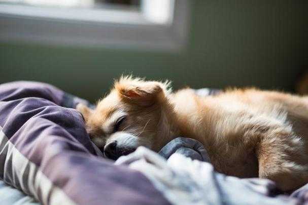 小狗睡觉的环境要求（狗的睡眠特点）